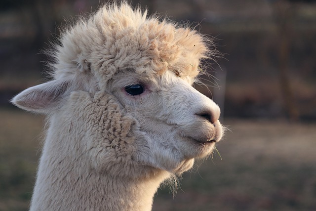 llama, alpaca, animal, mammal, llama head, head, llama ears, animal world, fur, animal photography, wildlife, wild animal, farm animal, wool, zoo, nature, llama, llama, llama, llama, llama, alpaca, alpaca, alpaca