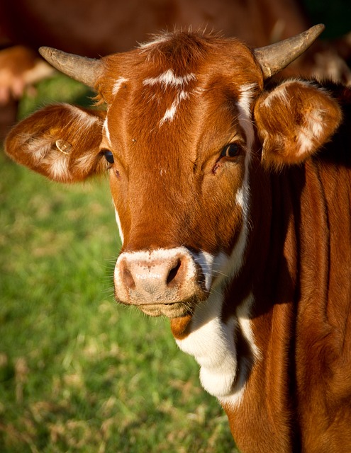 cow, animal, livestock, nature, cattle, ruminant, brown cow, horns, beef, bull, mammal, closeup, portrait
