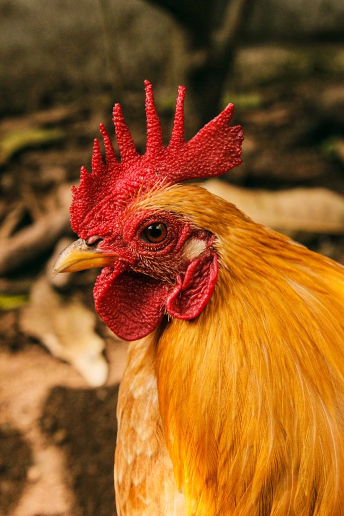 Captivating close-up of a vibrant rooster in natural surroundings, West Java, Indonesia.
