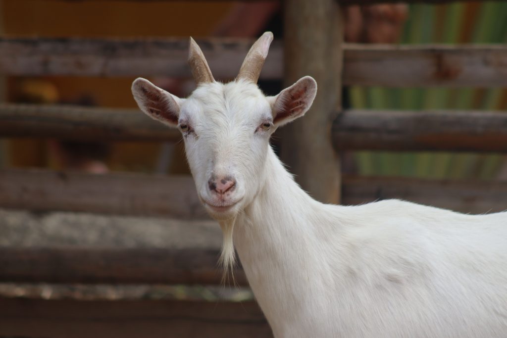 Close-up of a white goat standing by a wooden fence in Rio de Janeiro, Brazil.