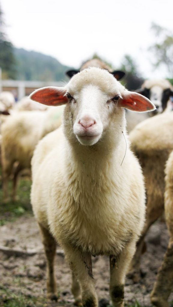 Portrait of a domestic sheep standing in a green pasture, showcasing its expressive face.