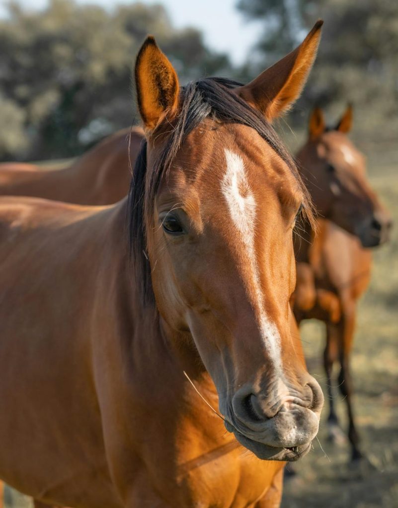 Detailed close-up of beautiful brown horses grazing in an open field under sunlight.