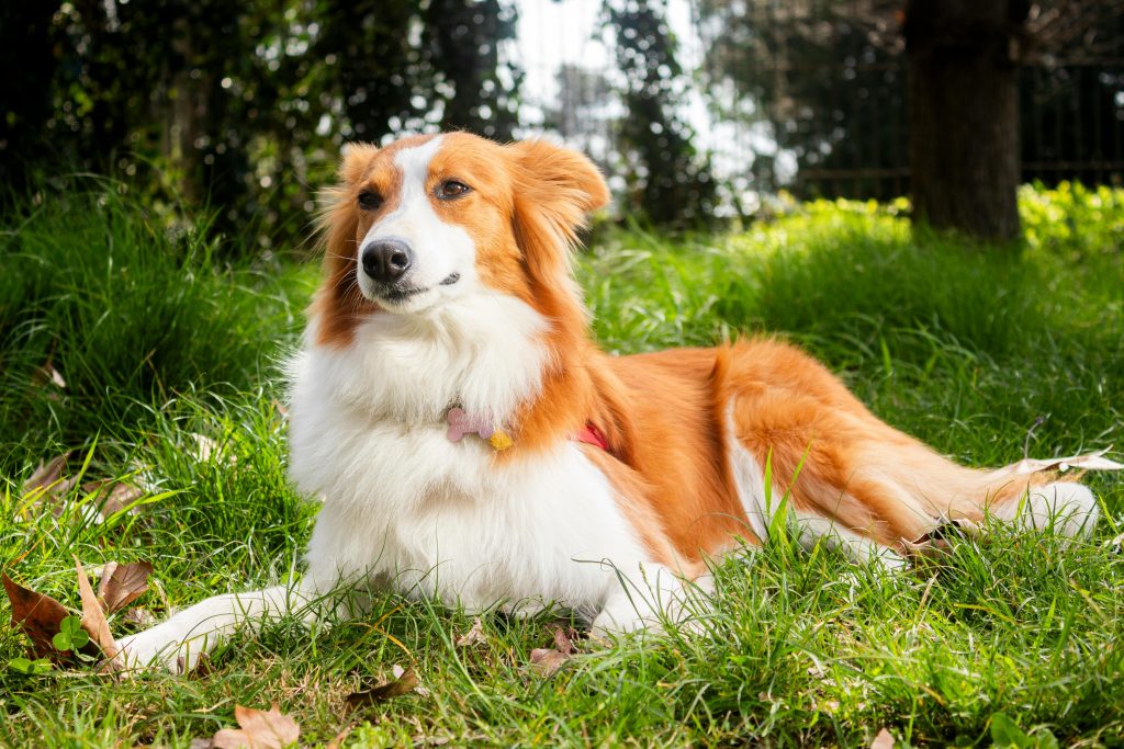 A serene red and white dog relaxing in a sunlit, green park in Montevideo.