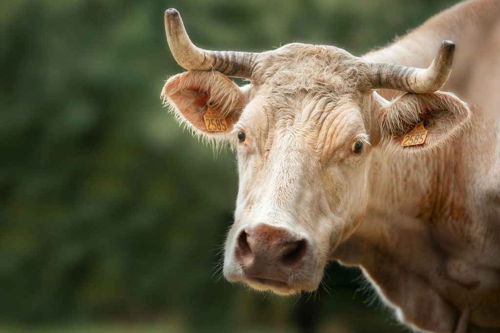Captivating close-up of a horned cow in Rosnay, Centre-Val de Loire, France.